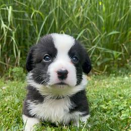 Cypress (Black Collar) - Black and white male Cardigan Welsh Corgi puppy in Clio, Michigan from Old Oak Cardigans