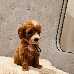 Black Collar - Red  female Goldendoodle puppy in Miami, Florida from GoldStar Doodles USA