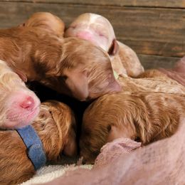 Goldendoodle Puppies from QP Doodles