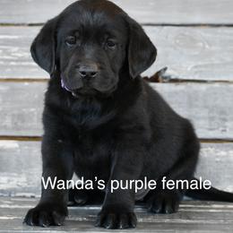 Purple female - Black female Labrador Retriever puppy in Mississippi from Sure Shot English Labs