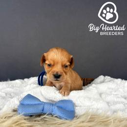 Sparrow - Cream male Goldendoodle puppy in Utah County, Utah from Big Hearted Breeders