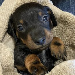 Dachshunds from MJ’S Family Farm and Kennel