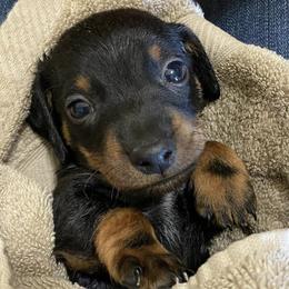 Dachshunds from MJ’S Family Farm and Kennel