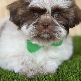 Scrunchie - Liver and white male Shih Tzu puppy in San Tan Valley, Arizona from My Puppy Tzu