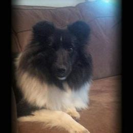 Chloe - Shetland Sheepdog