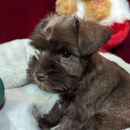 Miniature Schnauzer Puppies from Hampton's Miniature Schnauzers