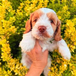 Nico (Garth Brooks) - Caramel cream male Australian Labradoodle puppy in Millville, California from Hope Lane Kennels