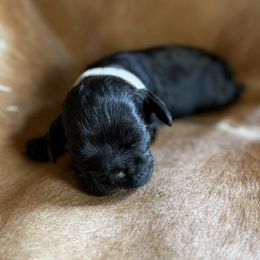 White Collar - Black and white female Cocker Spaniel puppy in Morganton, North Carolina from Priceless Pups