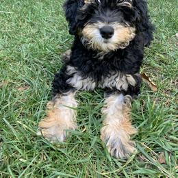 Australian Labradoodle Puppies from Australian Heritage Labradoodles
