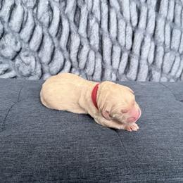 Red - Cream male Goldendoodle puppy in Mount Pleasant, Utah from Betty's Goldendoodles