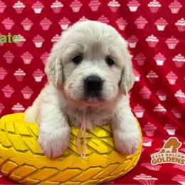 Uno - Light golden female Golden Retriever puppy in Monroe, Tennessee from Dale Hollow Goldens
