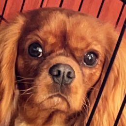 Ginger - Cavalier King Charles Spaniel