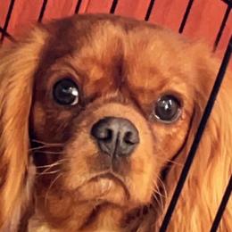 Ginger - Cavalier King Charles Spaniel