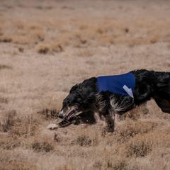 Borzois and Scottish Deerhounds from Goodnight Trail