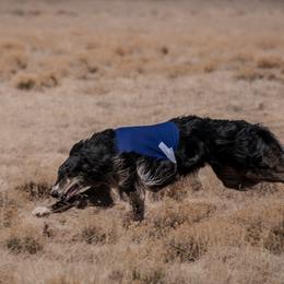 Borzois and Scottish Deerhounds from Goodnight Trail