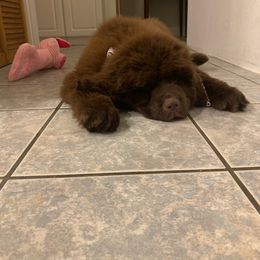 Newfoundland Puppies from Najuananlo Newfoundlands