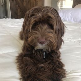 Zoe - Australian Labradoodle