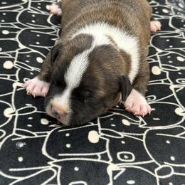 Male 2 - Brindle and white male Staffordshire Bull Terrier puppy in Lakeland, Florida from English Creek Staffords