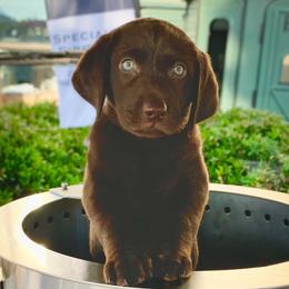 Labrador Retriever Puppies from Southern Heritage Retrievers