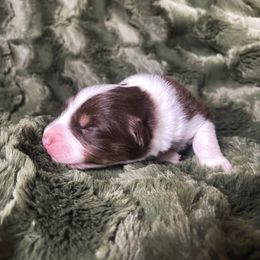 Australian Shepherd Puppies from Burdock Hill Australian Shepards