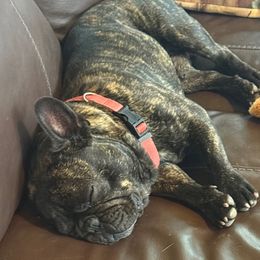 French Bulldog Puppies from Drake Home Frenchies