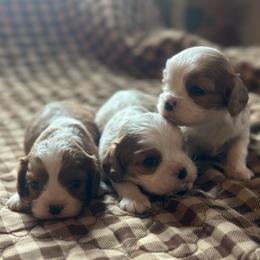 Boy2 - Blenheim male Cavalier King Charles Spaniel puppy in Graysville, Tennessee from Country Goldens and Mountain Top Cavaliers