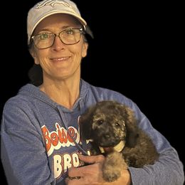 Hawk - Sable Poodle puppy in Caldwell, Idaho from Funny Farm Poodles & Doodles