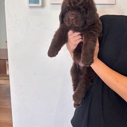 Newfoundland Puppies from Lonepine Newfoundlands