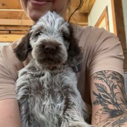 Girl 4 - Brown and gray female Wirehaired Pointing Griffon puppy in Custer, South Dakota from Twenty-Mile Griffons