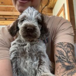 Girl 4 - Brown and gray female Wirehaired Pointing Griffon puppy in Custer, South Dakota from Twenty-Mile Griffons