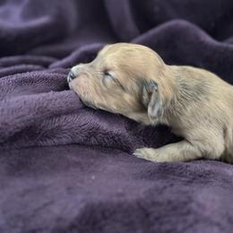 Nick - Sable male Goldendoodle puppy in Waynesboro, Virginia from Forest Creek Kennel