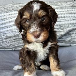 Ruth - Tri-color female Bernedoodle puppy in Oologah, Oklahoma from Timber Hills Poodles and Doodles
