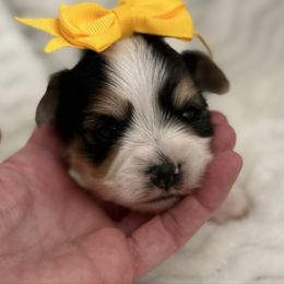 Miss Parti - Parti female Yorkshire Terrier puppy in Lexington, North Carolina from Silver Valley Yorkies