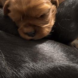 Bluebell - Ruby female Cavalier King Charles Spaniel puppy in Rockville, Maryland from Skais the Limit