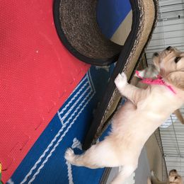 Golden Retriever Puppies from Chablisse Golden Retrievers