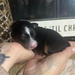 Storm - Blue merle female Australian Shepherd puppy in Hemet, California from Perfect Companion Aussie's