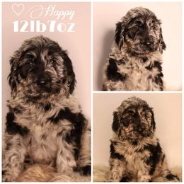Double Doodle, Goldendoodle, and Sheepadoodle Puppies from Shaw Spring's Canines