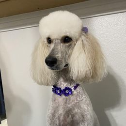Blondie - Poodle