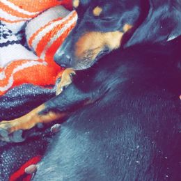 Dachshunds from Ck Dashing Kennels
