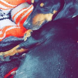 Dachshunds from Ck Dashing Kennels