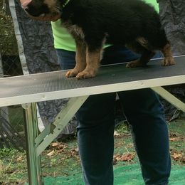 Green Collar Girl--aka Pistachio - Black and red female German Shepherd puppy in King, North Carolina from Golly-G German Shepherds