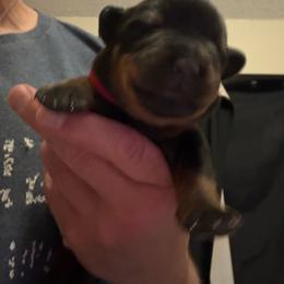 Red girl - Black and mahogany female Rottweiler puppy in Colorado Springs, Colorado from Von Locher Rotties