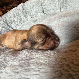 Green boy - Fawn male Havanese puppy in Arlington, Washington from Havanese With Love Breeding Co.