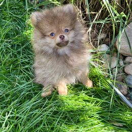 Pomeranian Puppies from PomTree tribe