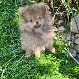Pomeranian Puppies from PomTree tribe
