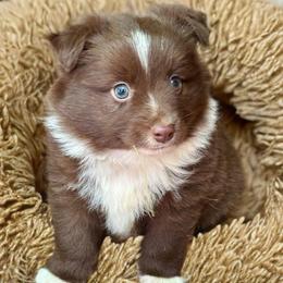 Munchkin red boy - Red & white male Miniature Australian Shepherd puppy in Patterson, North Carolina from DreamLine Aussies