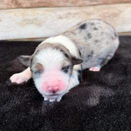 Whitley - Blue merle female Miniature Australian Shepherd puppy in Midway, Texas from L Bar W Aussie Ranch