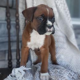 Alex - Fawn male Boxer puppy in Newville, Pennsylvania from Zimmerman's Pets