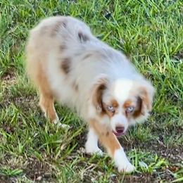 Ginger - Toy Australian Shepherd