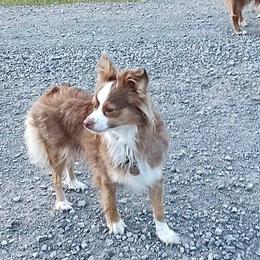 Myrtle - Toy Australian Shepherd